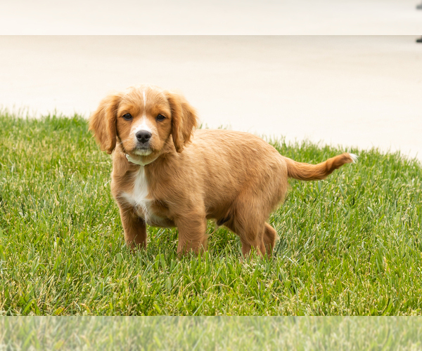 Medium Photo #18 Golden Cavadoodle Puppy For Sale in MILLERSBURG, IN, USA
