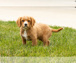 Small Photo #18 Golden Cavadoodle Puppy For Sale in MILLERSBURG, IN, USA