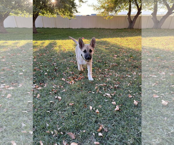 Medium Photo #4 Great Pyrenees Puppy For Sale in Bountiful, UT, USA