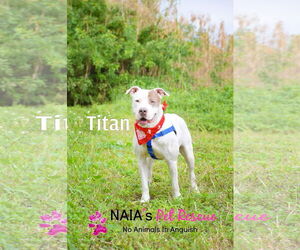 Titan - Male American Bulldog-Unknown Mix Dog for Adoption - Photo #2