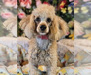 Poodle (Miniature) Dogs for adoption in Bon Carbo, CO, USA