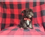 Small #4 Schnauzer (Miniature)