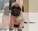 Small Photo #1 Mastiff Puppy For Sale in MURRYSVILLE, PA, USA