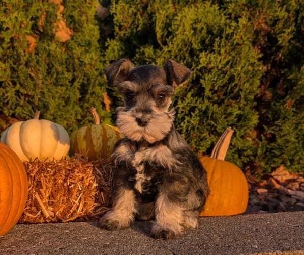 Medium Photo #6 Schnauzer (Miniature) Puppy For Sale in GOSHEN, IN, USA