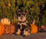 Small #5 Schnauzer (Miniature)