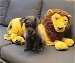 Puppy Teddy Maltipoo (Miniature)-Poodle (Miniature) Mix
