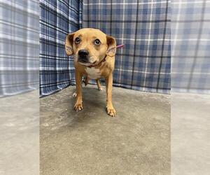Chihuahua Dogs for adoption in Rosenberg, TX, USA