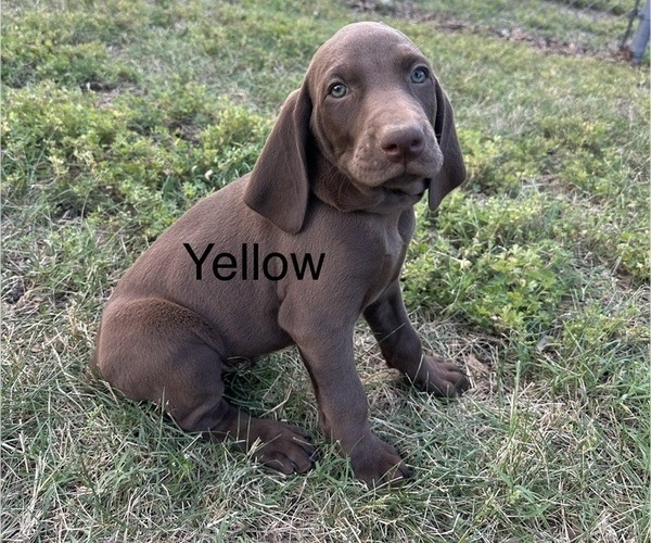 Medium Photo #9 Vizsla-Weimaraner Mix Puppy For Sale in MARSHVILLE, NC, USA