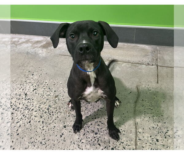 Medium Photo #2  Puppy For Sale in , 