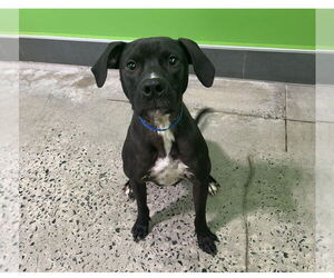 Beagle-Unknown Mix Dogs for adoption in Greensboro, NC, USA