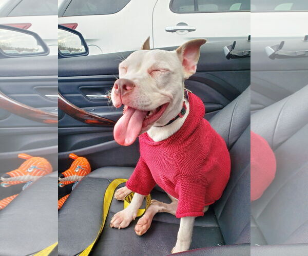 Medium Photo #3 Staffordshire Bull Terrier Puppy For Sale in Oakhurst, NJ, USA