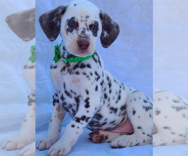 Medium Photo #13 Dalmatian Puppy For Sale in CAPE MAY COURT HOUSE, NJ, USA
