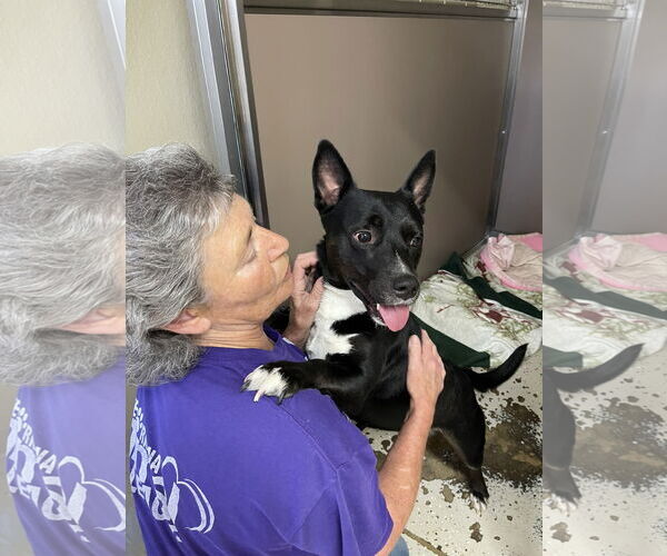 Medium Photo #3 Cardigan Welsh Corgi-German Shepherd Dog Mix Puppy For Sale in Texarkana, TX, USA