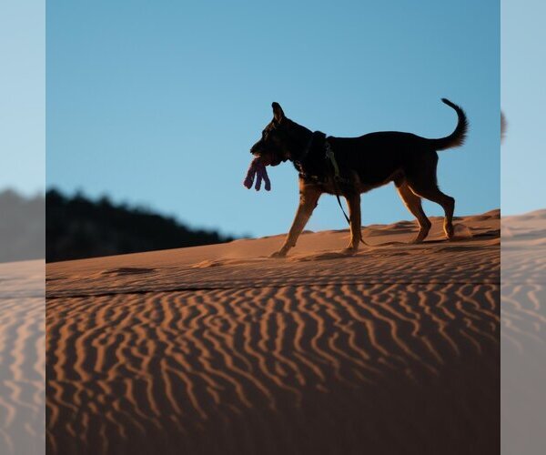 Medium Photo #15 German Shepherd Dog-Unknown Mix Puppy For Sale in Kanab, UT, USA