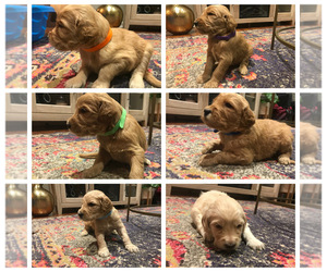 Goldendoodle Puppy for sale in MEM, TN, USA