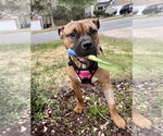 Small #31 Boxer Mix