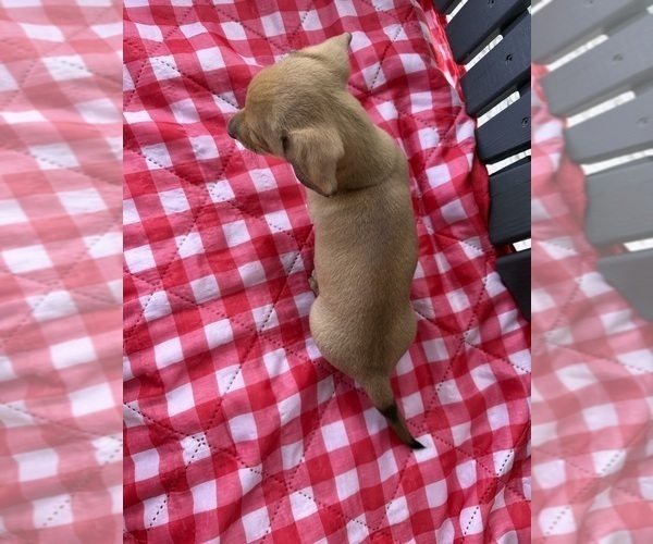 Medium Photo #6 Dachshund Puppy For Sale in WILLARD, OH, USA