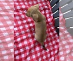 Small #5 Dachshund