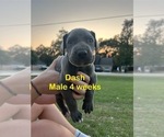 Small Photo #5 Great Dane Puppy For Sale in WILLIS, TX, USA