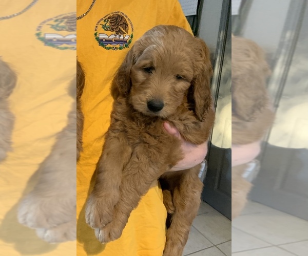 Medium Photo #4 Goldendoodle Puppy For Sale in CYPRESS, TX, USA