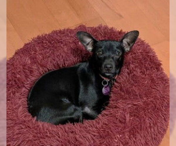 Medium Photo #2 Chiweenie Puppy For Sale in St. Louis Park, MN, USA