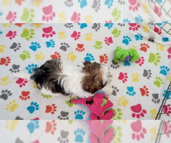 Medium Photo #4 Shih Tzu Puppy For Sale in ORO VALLEY, AZ, USA