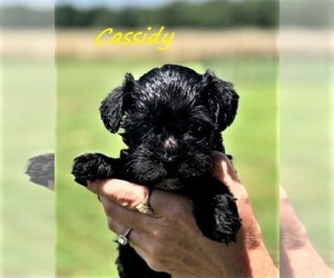 Schnoodle (Miniature) Dog for Adoption in ROLLA, Missouri USA
