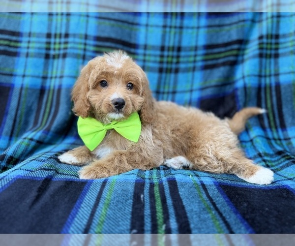 Medium Photo #6 Cavapoo (Miniature) Puppy For Sale in LAKELAND, FL, USA