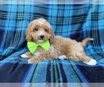 Small #5 Cavapoo (Miniature)
