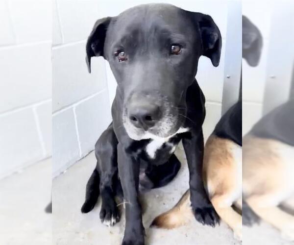 Medium Photo #2 Labrador Retriever-Unknown Mix Puppy For Sale in Houston, TX, USA