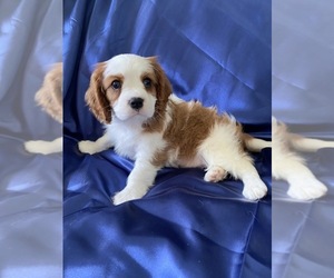 Cavalier King Charles Spaniel Puppy for sale in CEDAREDGE, CO, USA