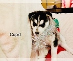 Small Photo #24 Siberian Husky Puppy For Sale in WASHBURN, WI, USA
