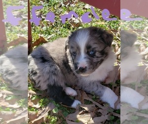 Australian Shepherd Puppy for sale in TYLER, TX, USA