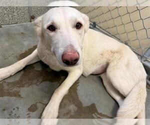 German Shepherd Dog-Unknown Mix Dogs for adoption in Santa Rosa, CA, USA