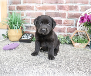 Labrador Retriever Puppy for sale in SYRACUSE, IN, USA