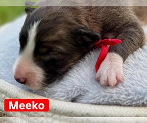Medium Border Collie