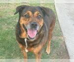 Small Bernese Mountain Dog-Black Mouth Cur Mix