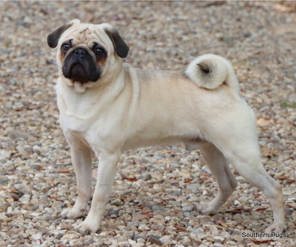 Medium Photo #1 Pug Puppy For Sale in WINNSBORO, TX, USA