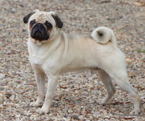 Father of the Pug puppies born on 01/14/2023