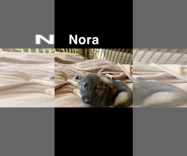 Medium Photo #1 Norwegian Elkhound Puppy For Sale in PENNSVILLE, OH, USA