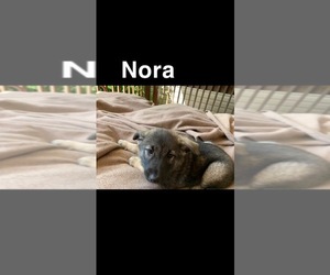 Medium Norwegian Elkhound