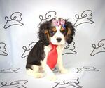 Small Photo #7 Cavalier King Charles Spaniel Puppy For Sale in LAS VEGAS, NV, USA