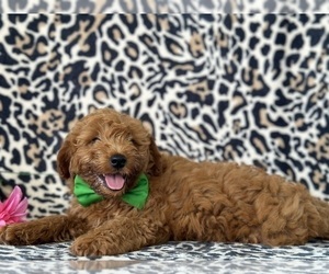 Goldendoodle (Miniature) Puppy for sale in LANCASTER, PA, USA