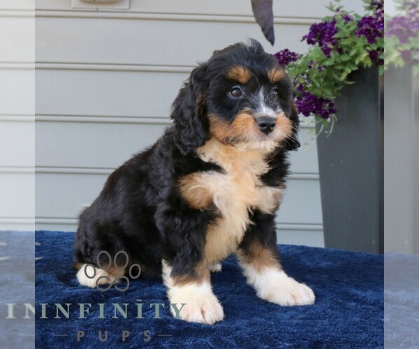 Medium Photo #4 Bernedoodle (Miniature) Puppy For Sale in NARVON, PA, USA