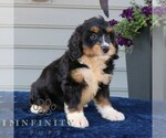 Small #3 Bernedoodle (Miniature)