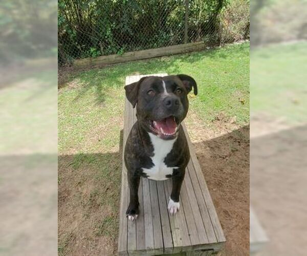 Medium Photo #1 Labrador Retriever-Unknown Mix Puppy For Sale in Orangeburg, SC, USA