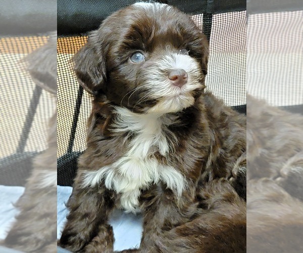Medium Photo #3 Schnauzer (Miniature) Puppy For Sale in HATTIESBURG, MS, USA