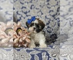 Small Photo #5 Shih Tzu Puppy For Sale in KIRKWOOD, PA, USA