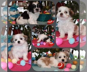 Havanese Puppy for sale in ROLLA, MO, USA