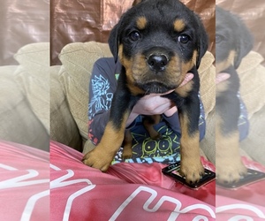 Rottweiler Puppy for sale in WINDSOR, ME, USA